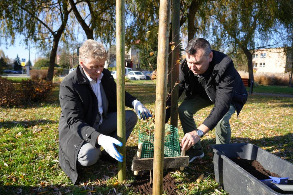 burmistrz i przedstawiciel Fundacji „Odzyskaj Środowisko” sadzą drzewo