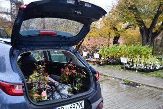 Sadzonki w bagażniku