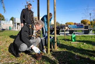 burmistrz sadzi drzewo