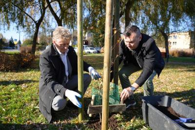 burmistrz i przedstawiciel Fundacji „Odzyskaj Środowisko” sadzą drzewo