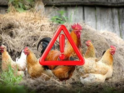 kury z czerwonym wykrzyknikiem
