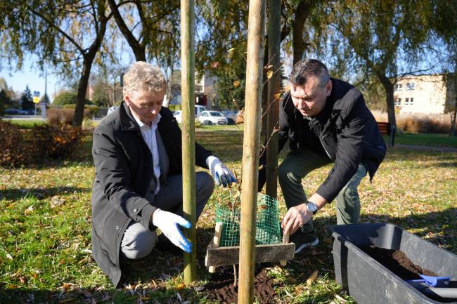 burmistrz i przedstawiciel Fundacji „Odzyskaj Środowisko” sadzą drzewo